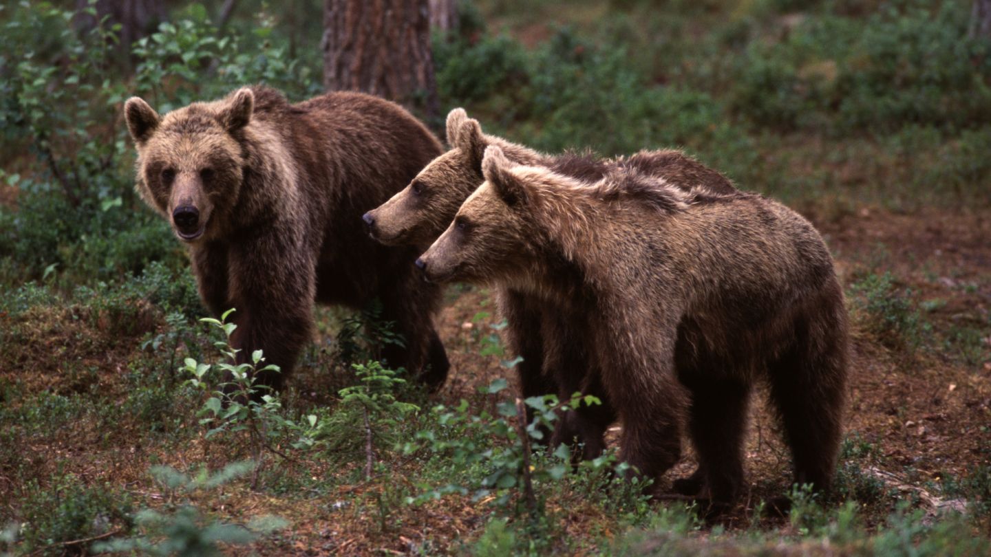 Ruka, bear watching, remote holiday destination