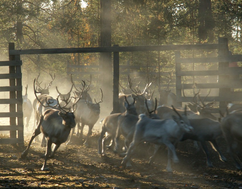 reindeer separation in Pello, Finnish Lapland