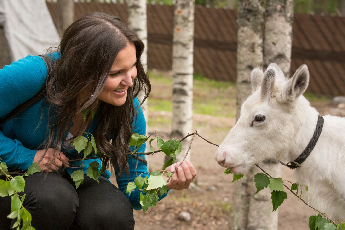 feeding a reindeer in Rovaniemi, Finland