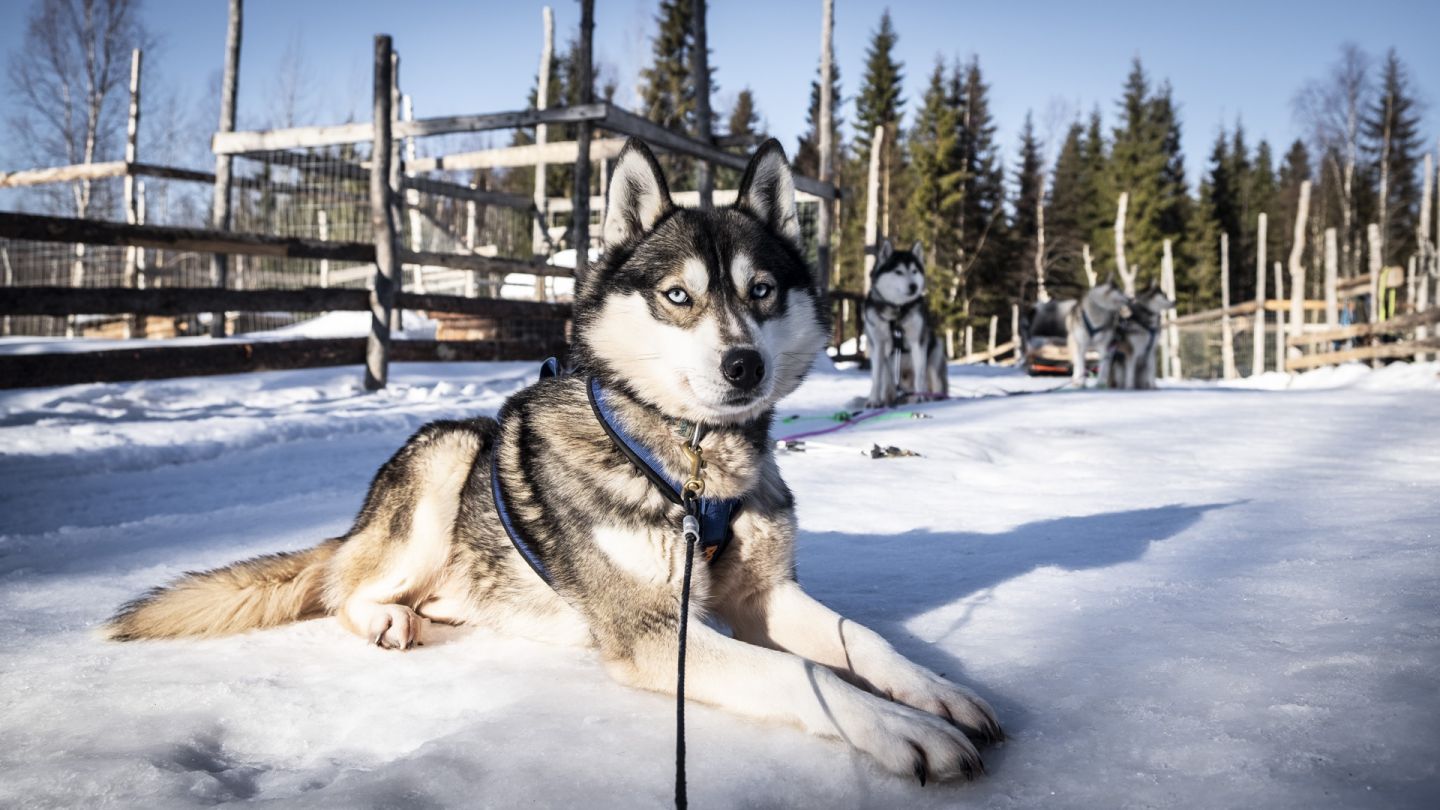 vetokoira johtajakoira siperianhusky