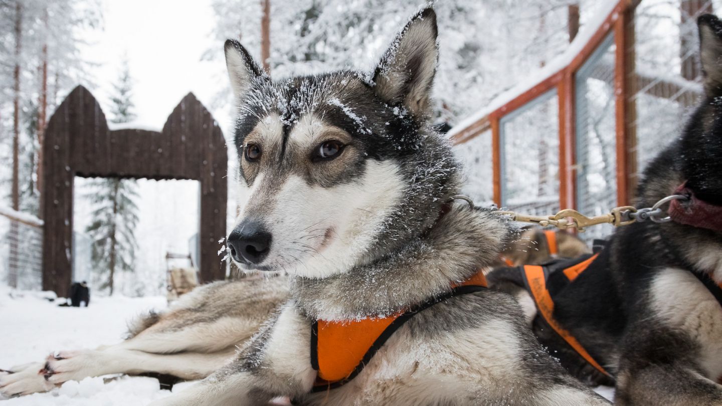 Husky makaamassa.