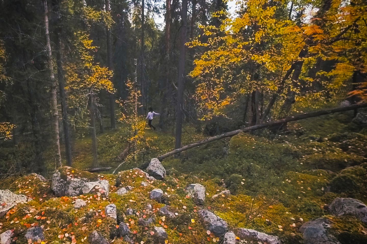 Autumn forest walk in Rovaniemi, Finland