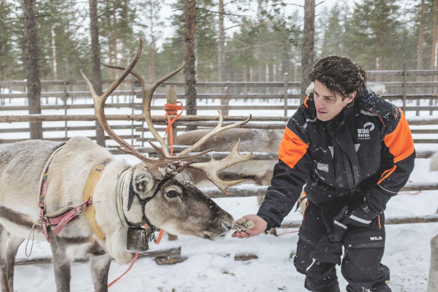 male guide feeding reindeer
