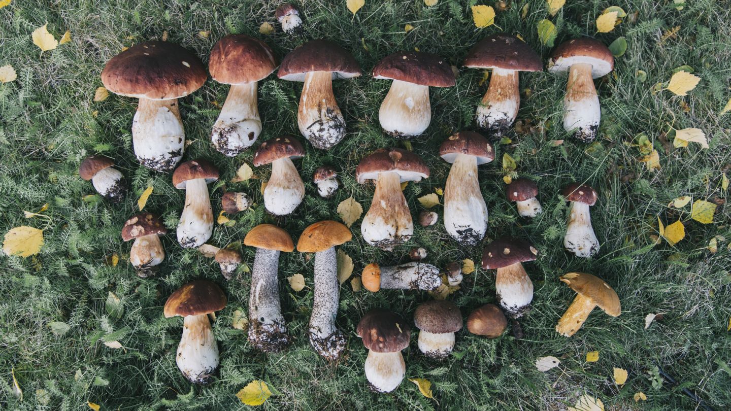 Mushroom, Summer holiday bucket list