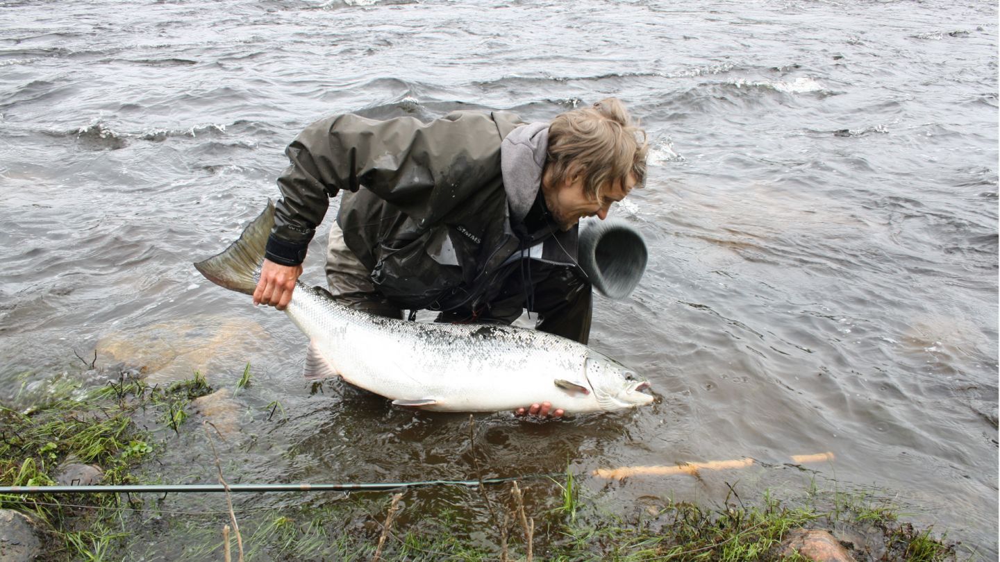 Salmon, fishing in Lapland