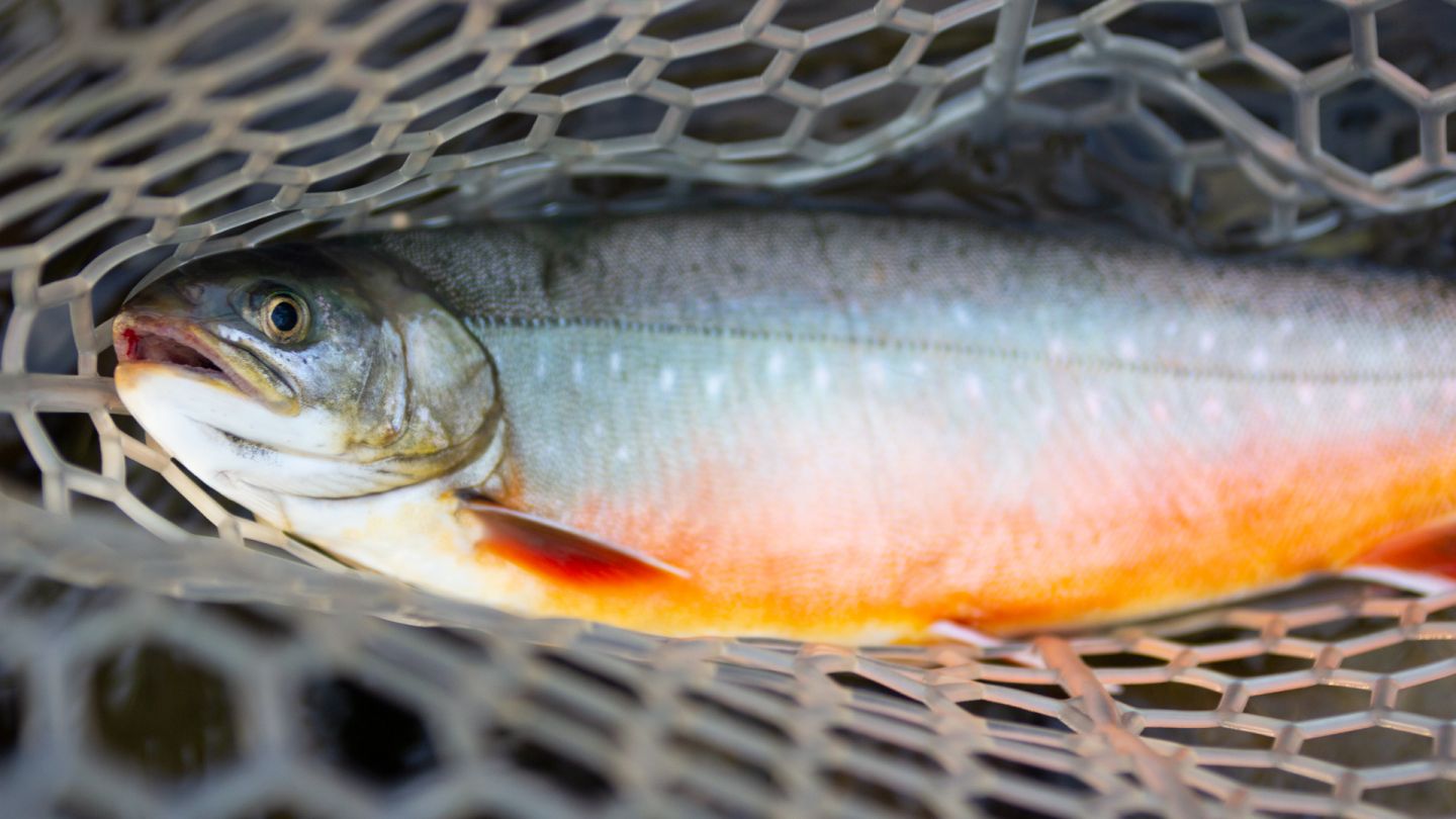 Fishing Lapland, Arctic Char