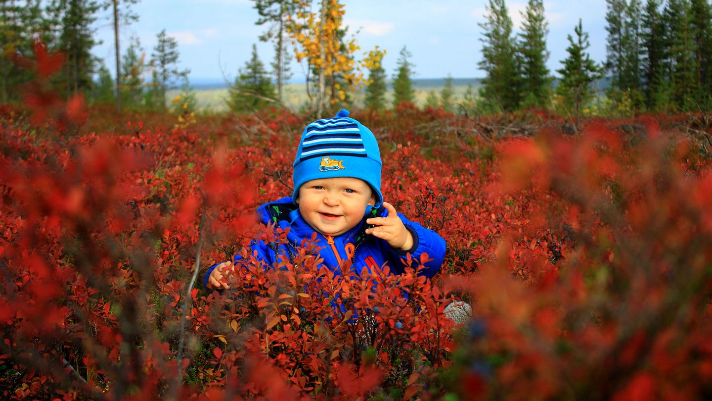 Lapsi mustikkavarpujen keskellä