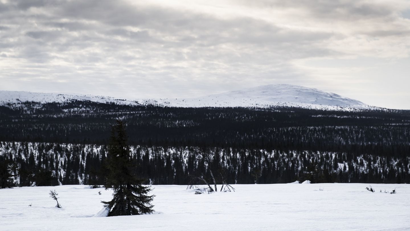 Värriön luonnonpuisto