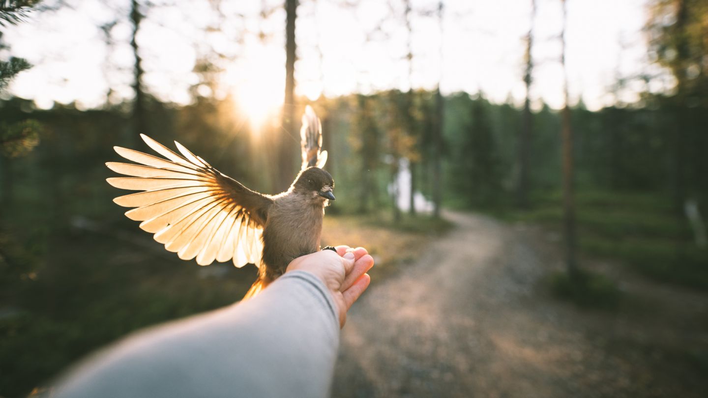 Siberian Jay, beginner hiking Lapland, Finland