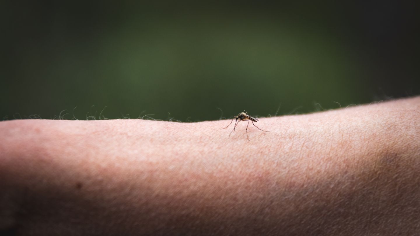 Mosquito, beginner hiking in Lapland, Finland