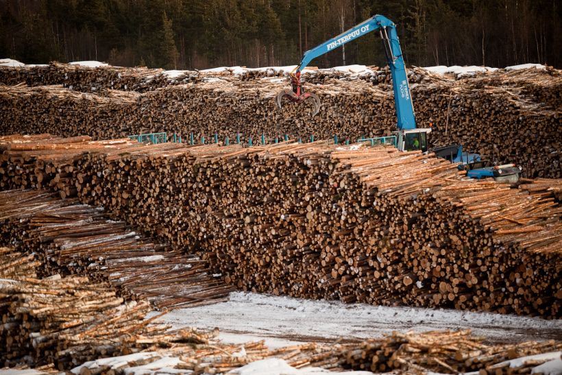 Countless chopped tree trunks in a big pile