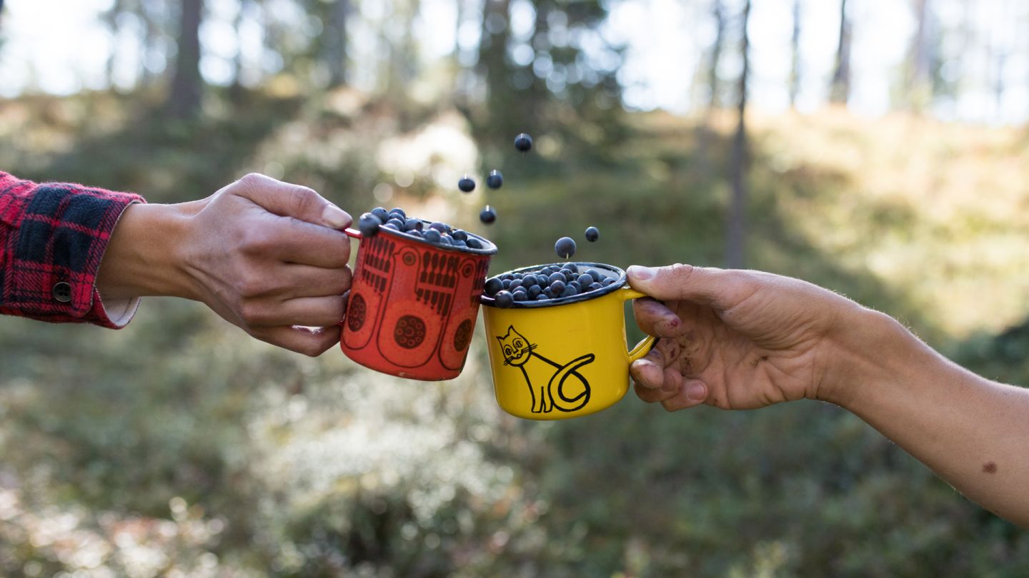 Bilberries, beginner hiking Lapland, Finland