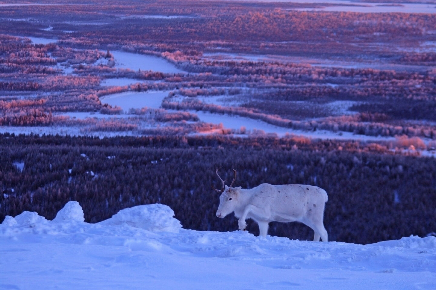 A reindeer under the polar night in Finnish Lapland