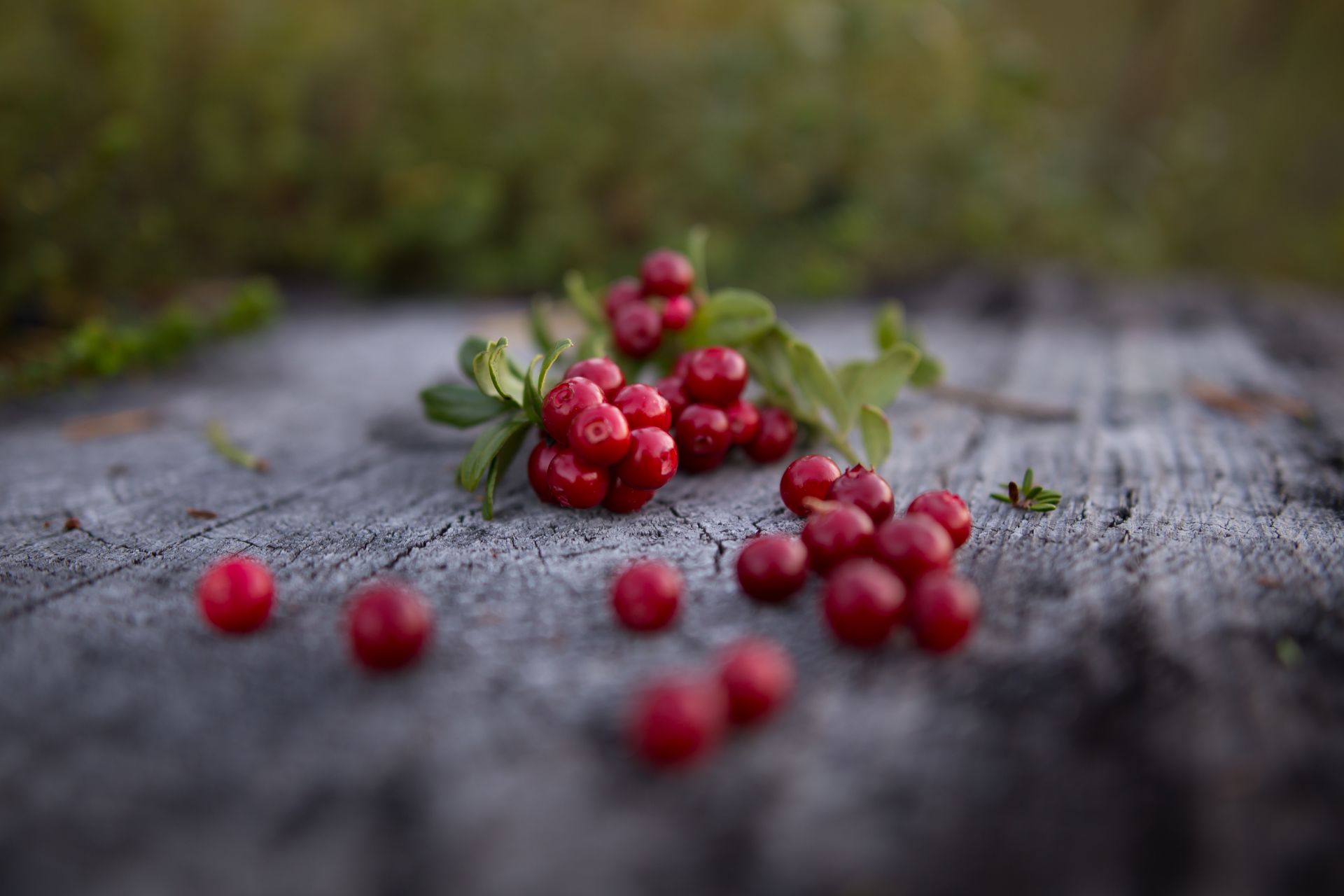 Natural products and wellbeing in Lapland