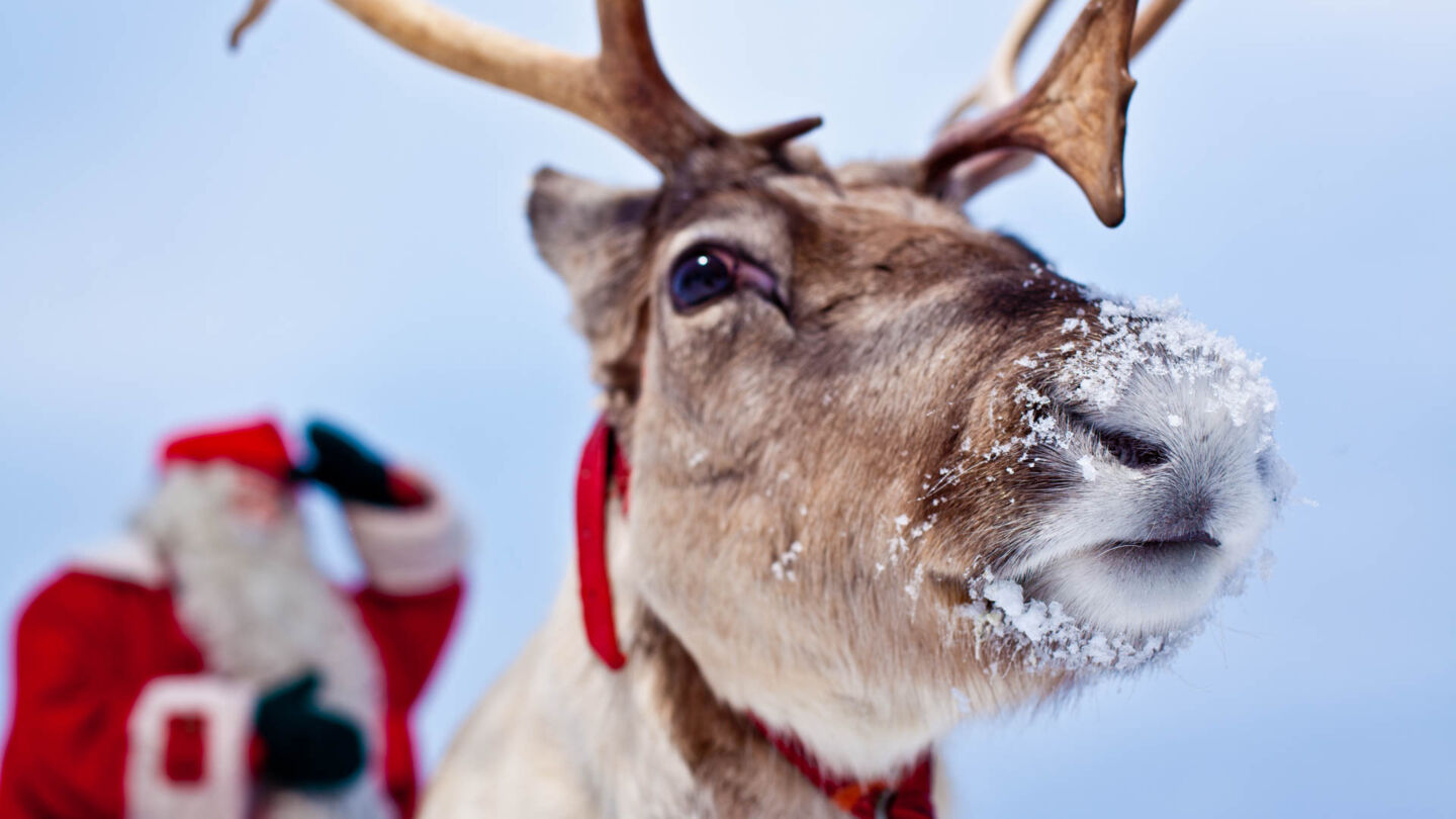 Santa and his reindeer look for seasonal work in Lapland