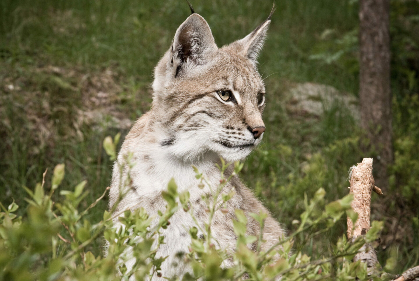 A lynx in Finnish Lapland