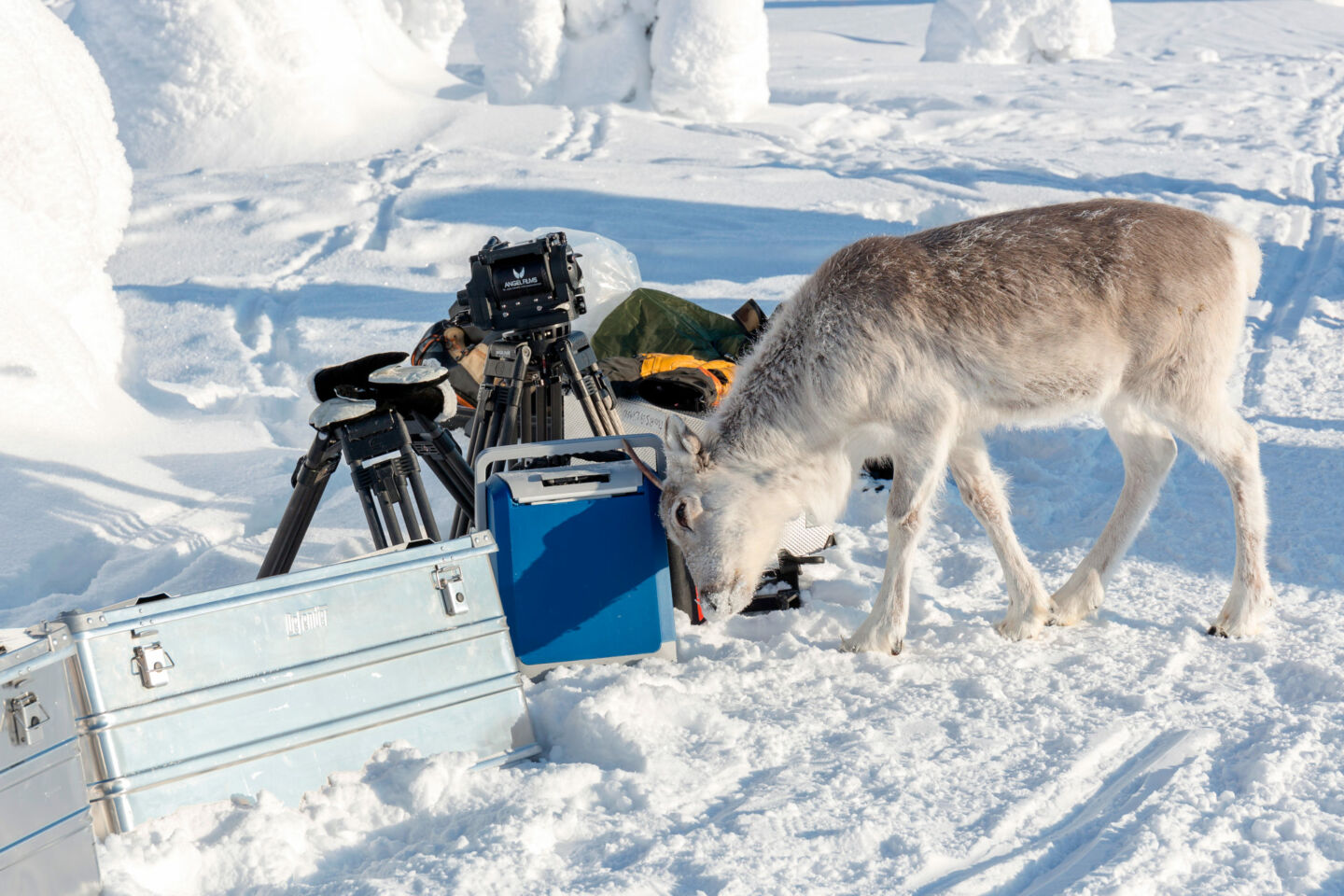 A curious reindeer during a film shoot in Finnish Lapland
