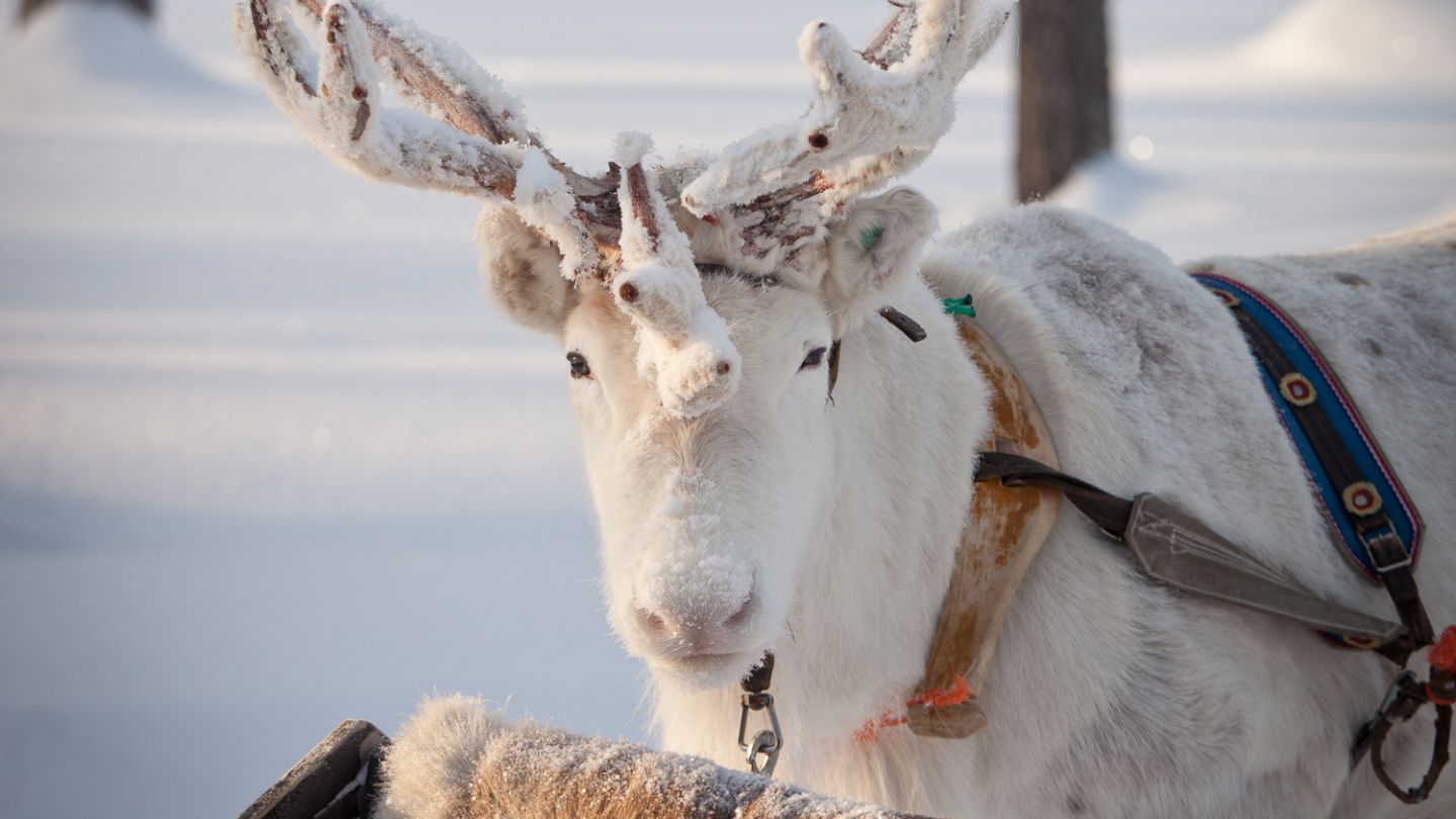 Reindeer, Kardashian Lapland Holiday