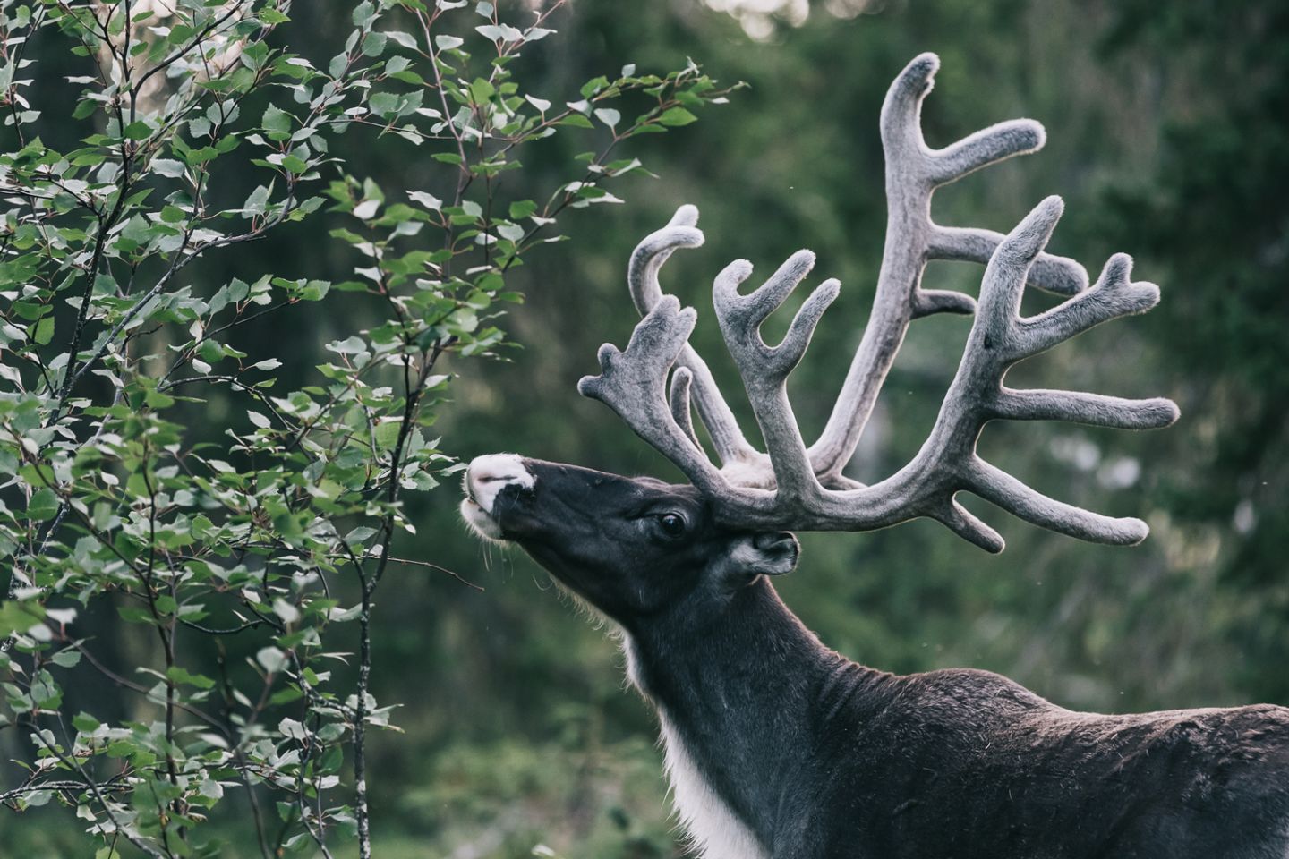 Carly Rae Jepsen Lapland Bucket List, reindeer