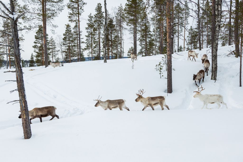 Poroja keväällä