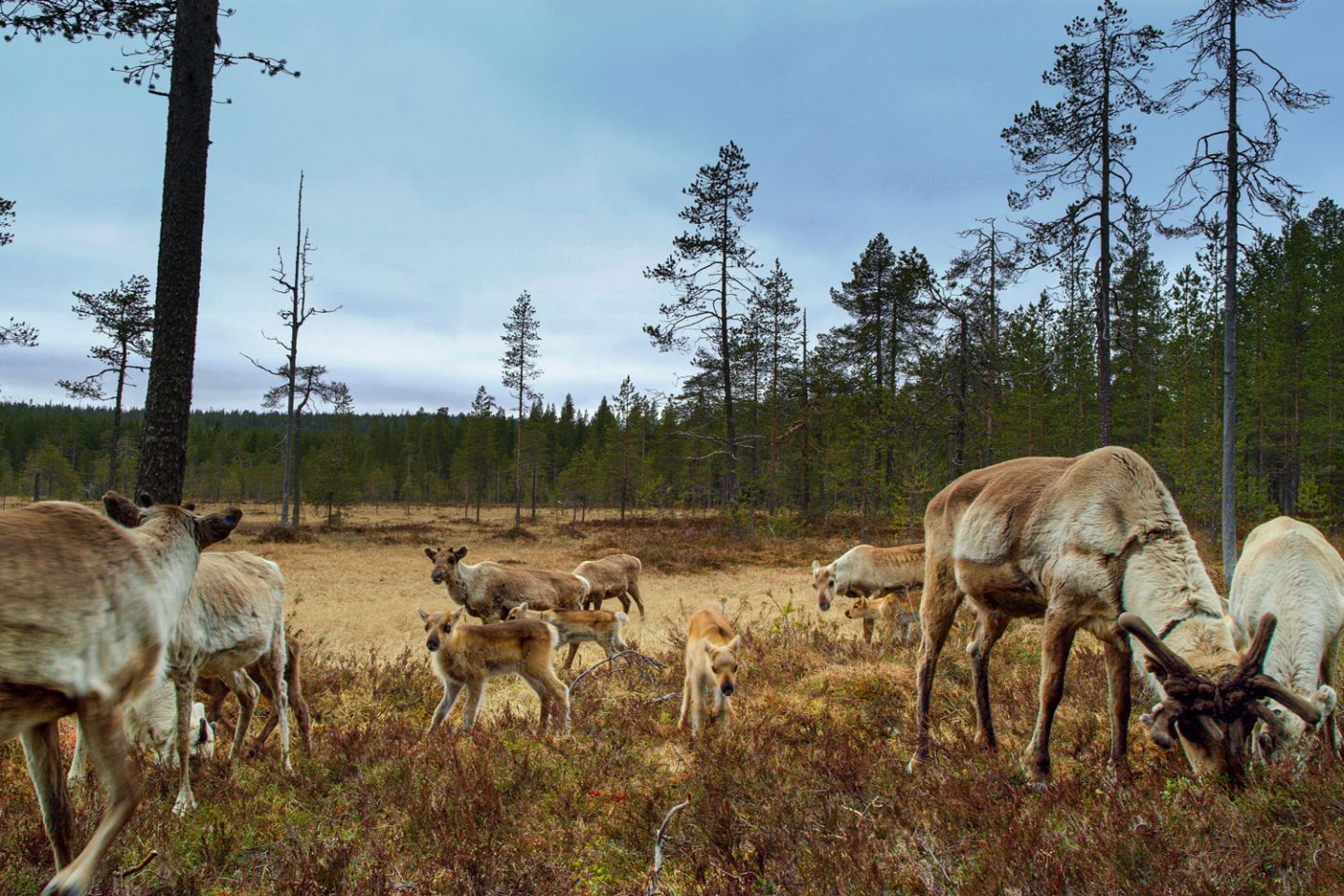 Reindeer in Salla, Sound of Lapland, SCAPES