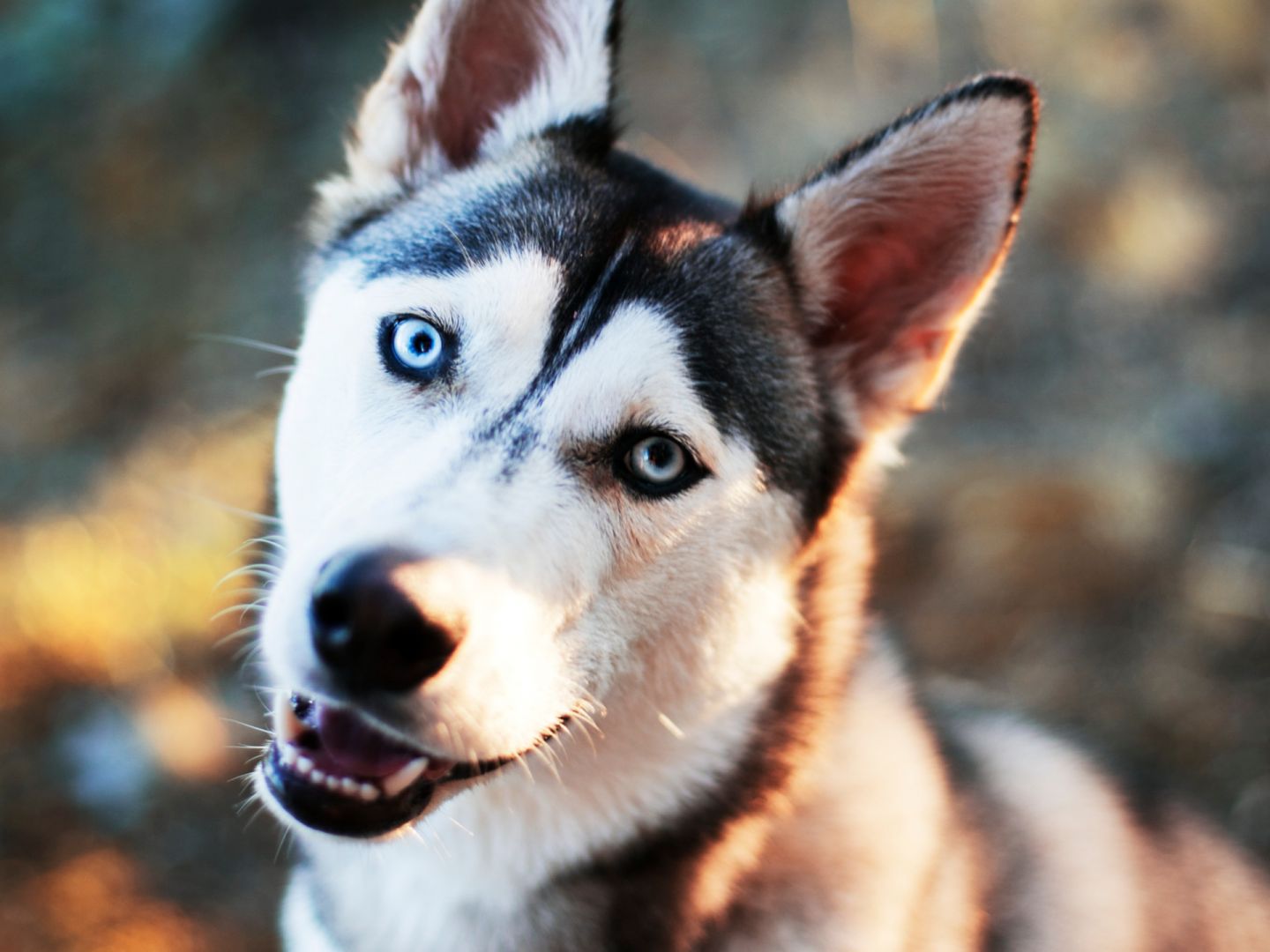 A husky dog hears his favorite sound in Lapland, Finland