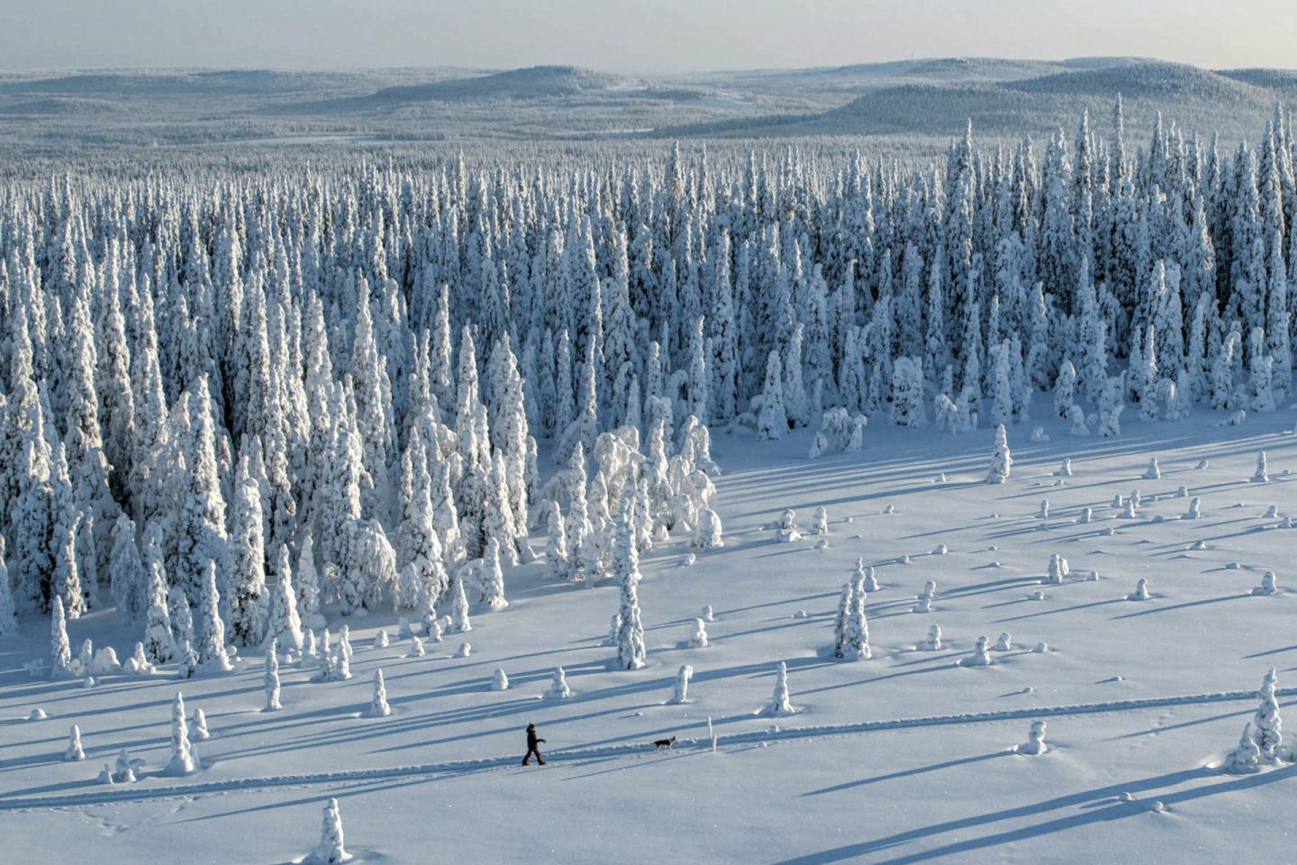 Snow-crowned trees in northern Finland