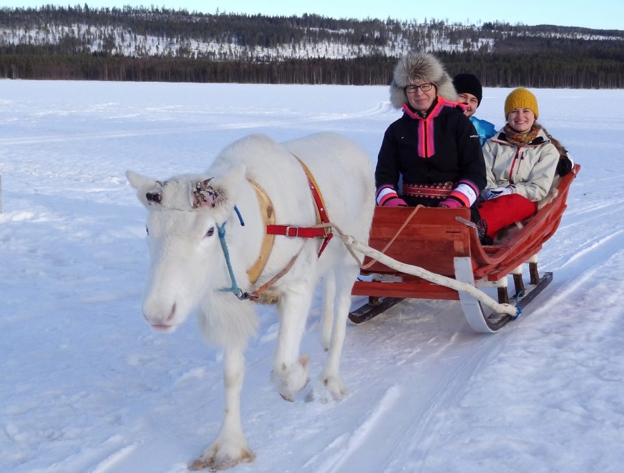 Reindeer in Pello