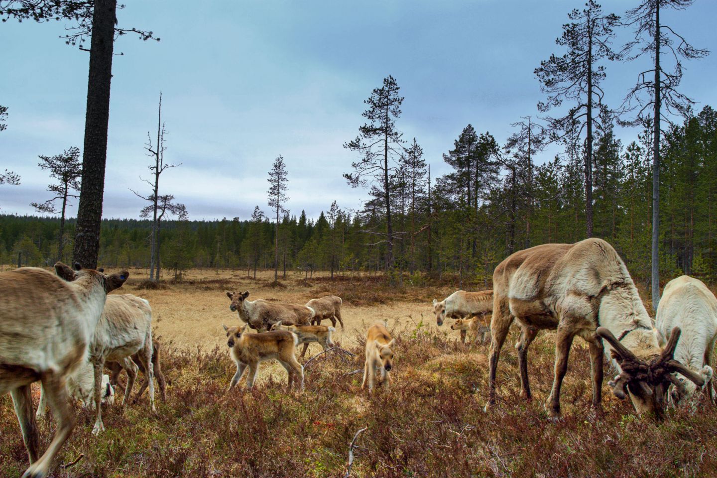 Reindeer in Salla, Finland