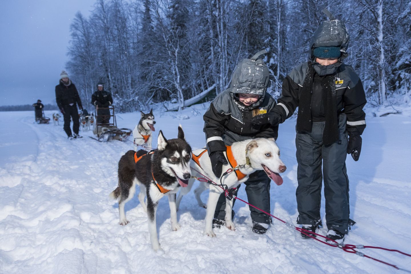 Husky dog tourism in Ranua, Finland