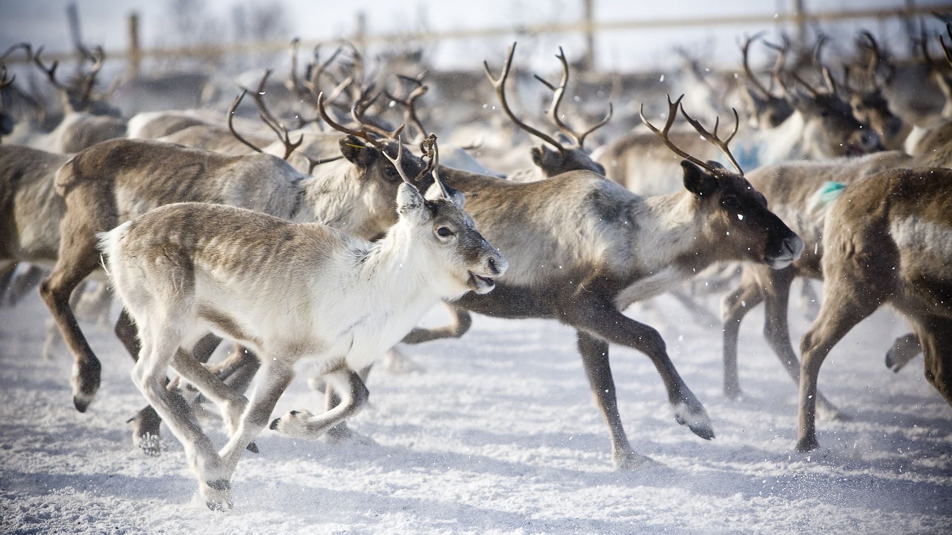 6 vähemmän tiedettyä seikkaa porosta Asuminen Lapissa