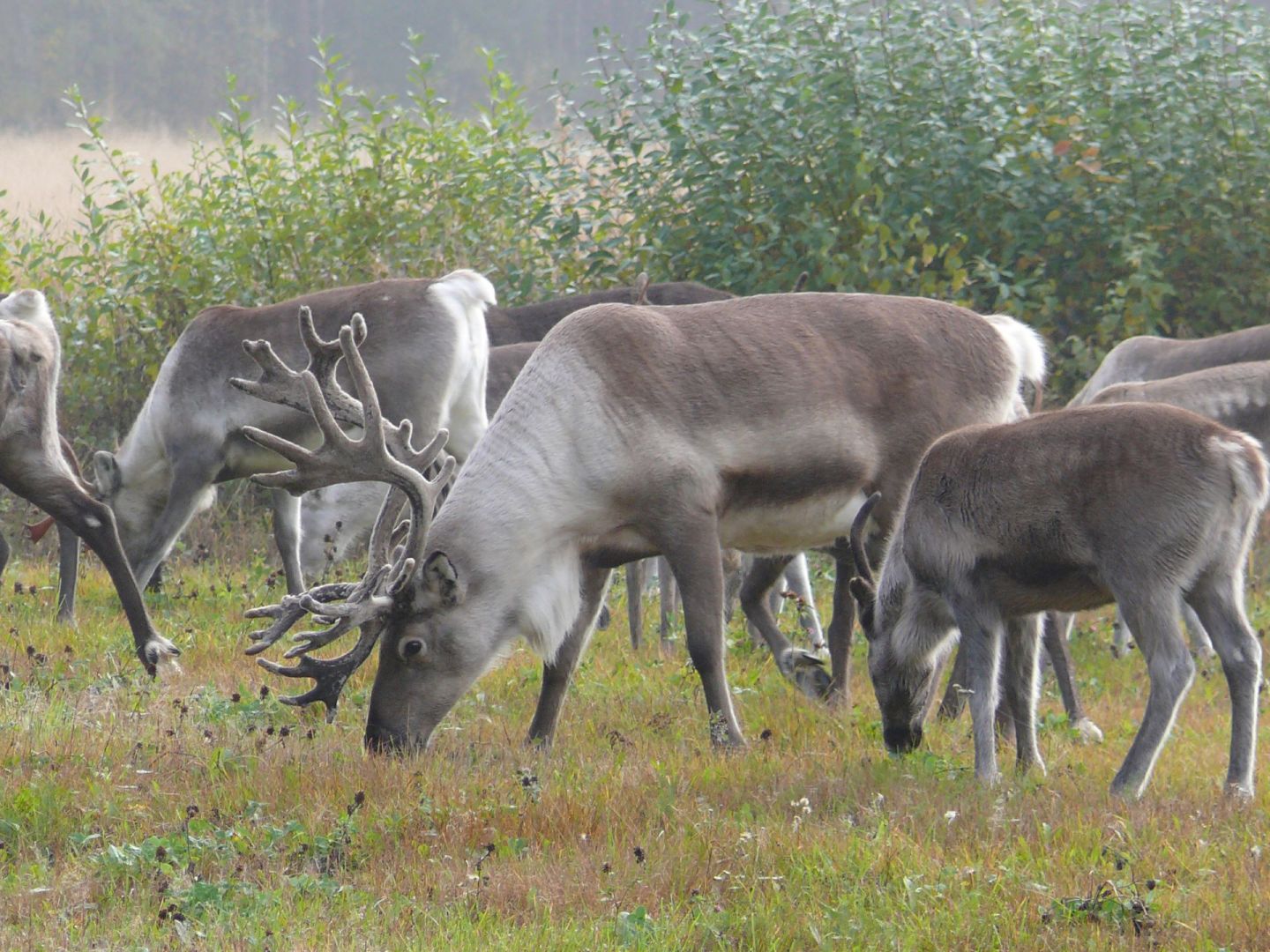 Reindeer in the summer