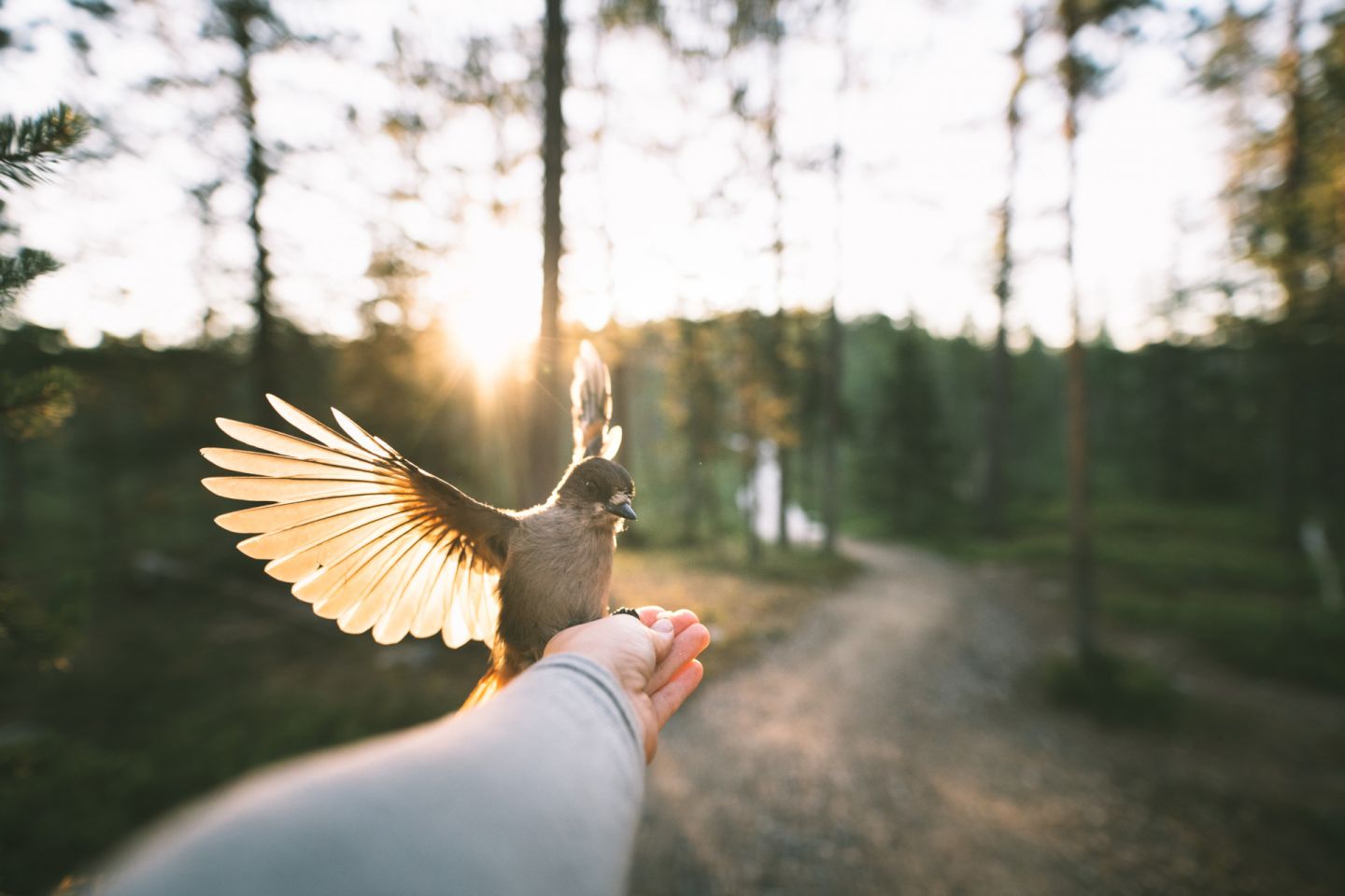 A Siberian jay lands on an outstretched hand in Finnish Lapland