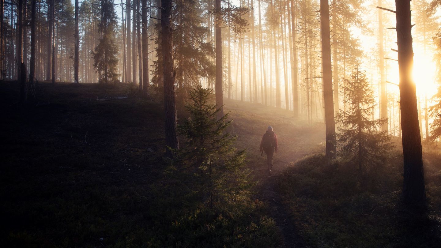 The summer sun filters through trees in Lapland wilderness