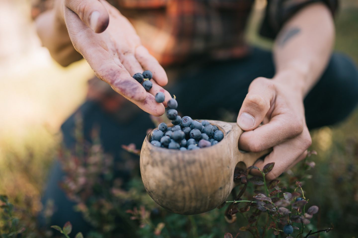 Picking fresh berries in the Finnish Lapland wilderness