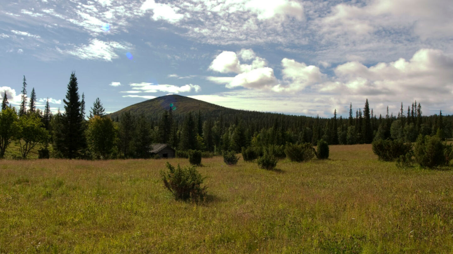 A green sunny summer day in Pallas, Finland