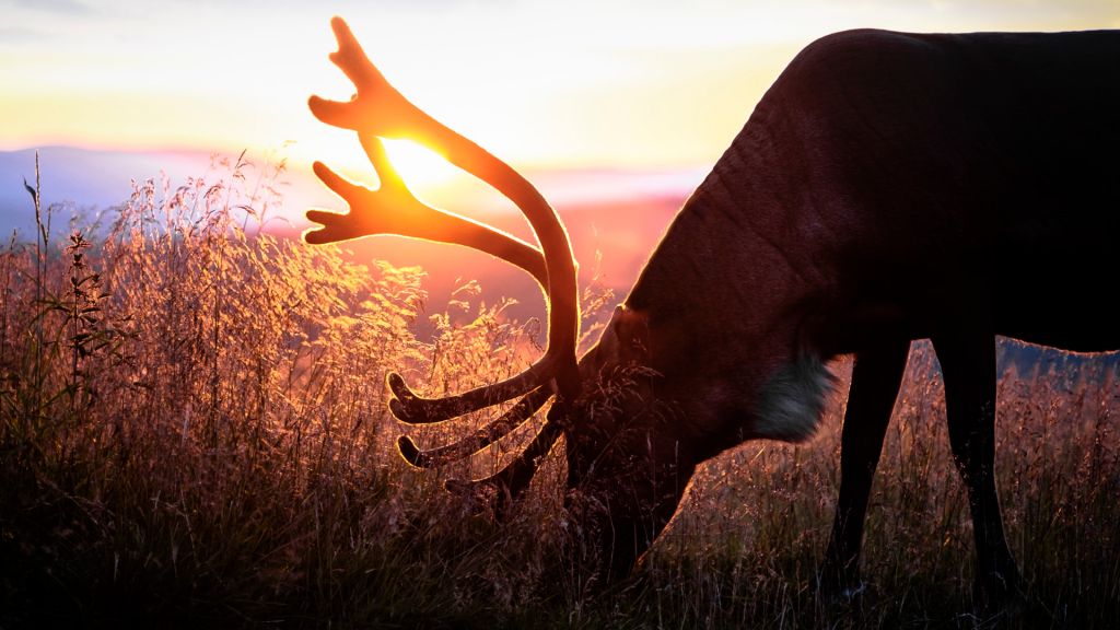 reindeer grazing in Lapland in summer