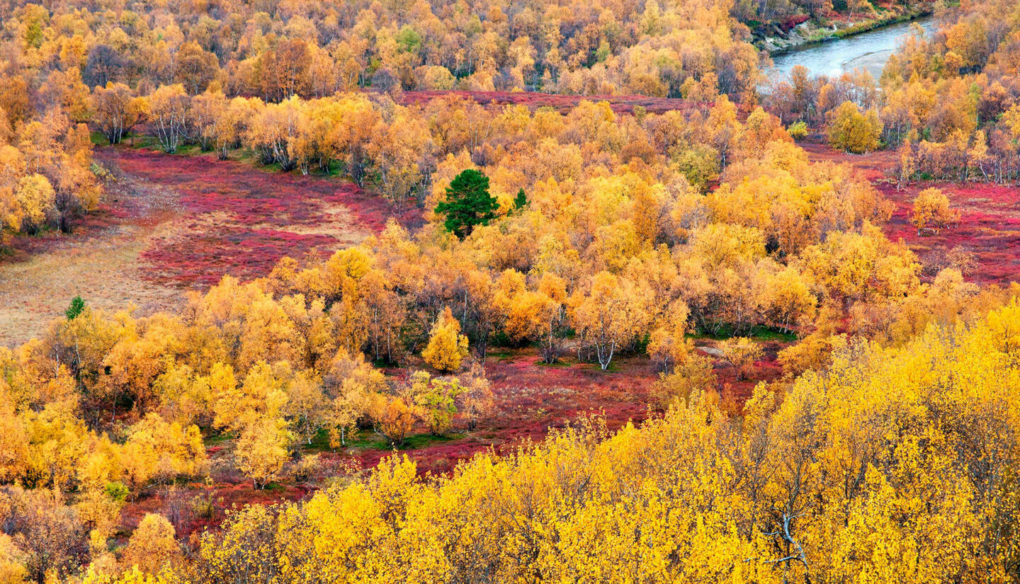 Autumn colors in Utsjoki, Finland