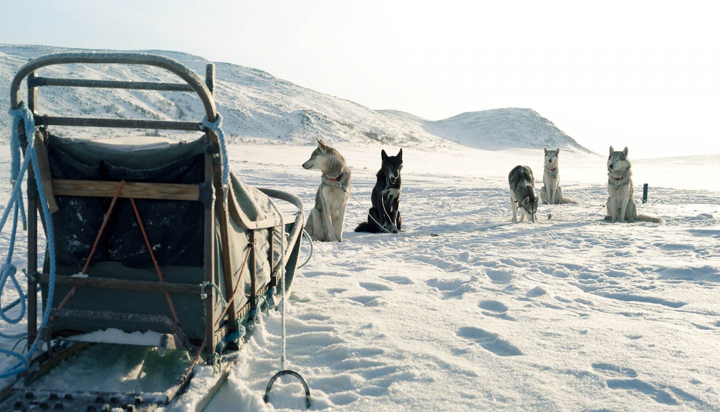 Huskies resting in the wintry Arctic