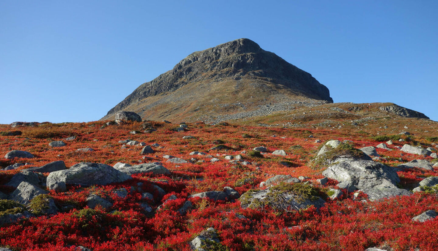 Autumn colors against Mt. Saana fell in Kilpisjärvi, Finland