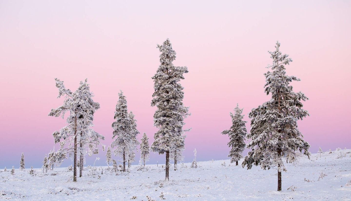 Snowy trees & polar night in Finnish Lapland