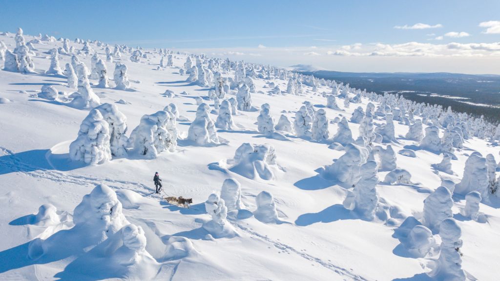 Wandering among the snow-crowned trees in Finnish Lapland