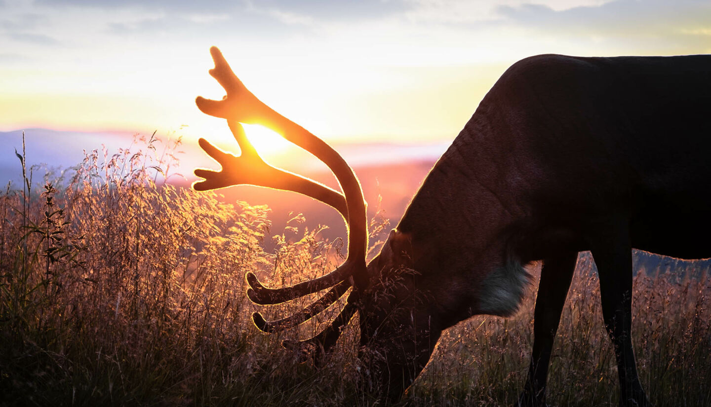 A reindeer enjoys a sunset in Finnish Lapland