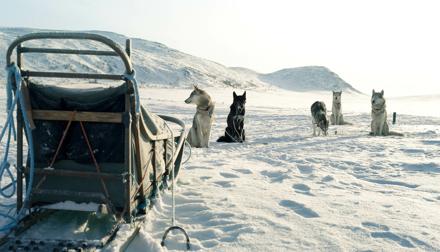 Huskies on a snowy trail in Finnish Lapland