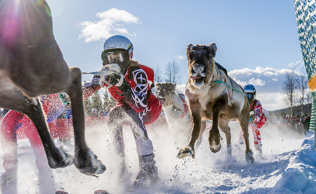 Reindeer races in Finnish Lapland