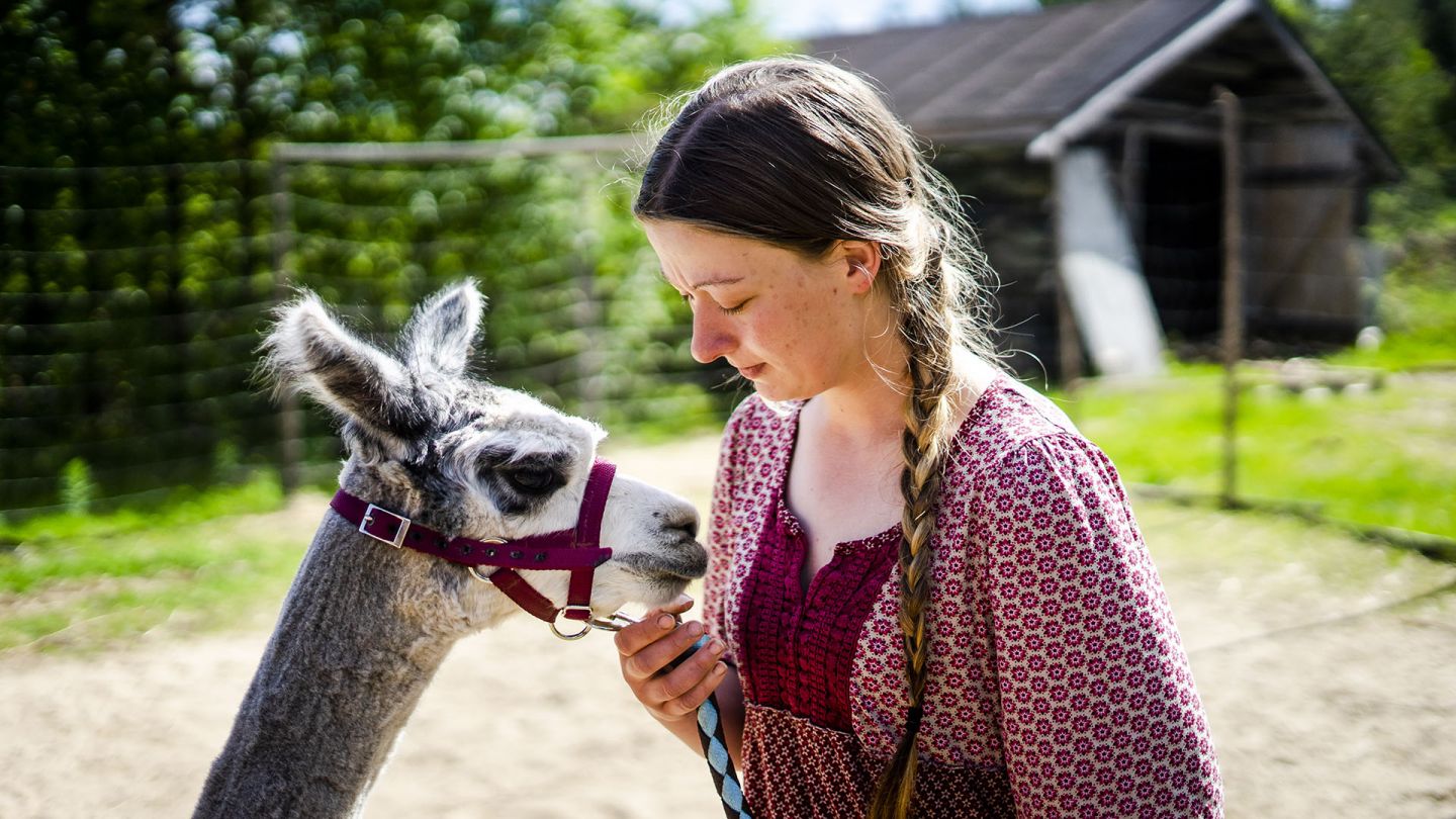 Alpakoiden omistaja Tiia Leppiaho