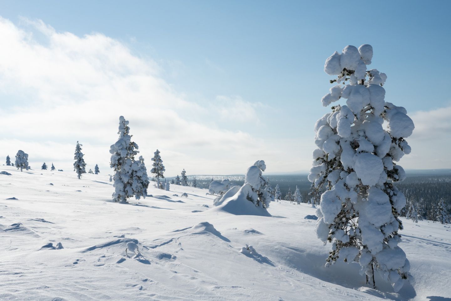 Pure winter nature in Finnish Lapland