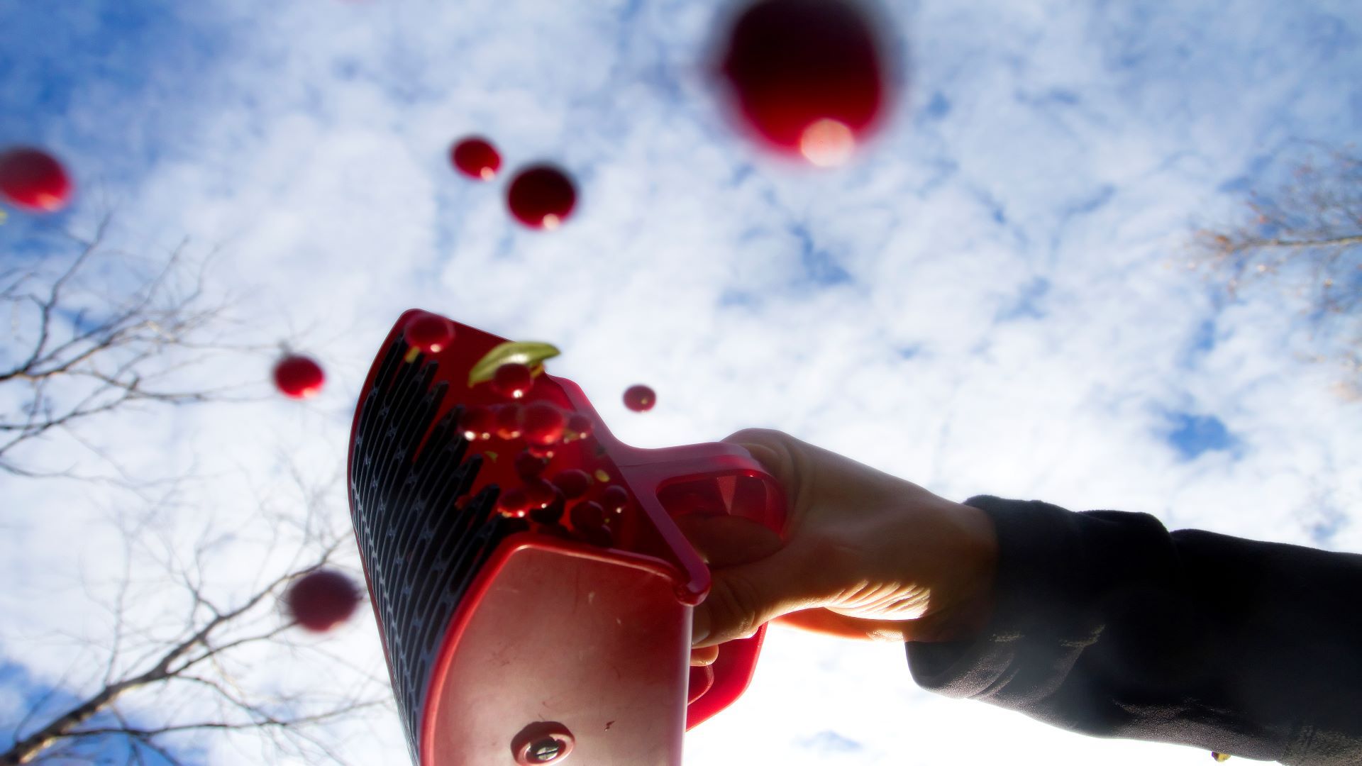 Lapin elinkeinot ponnistavat luonnosta ja luonnonvaroista Business