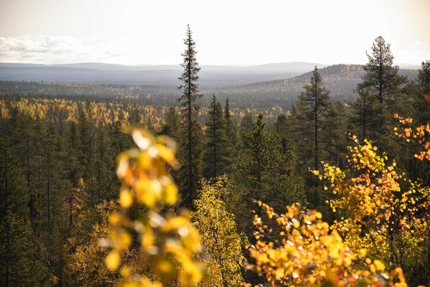 Autumn colors in Savukoski, a Finnish Lapland wilderness filming location