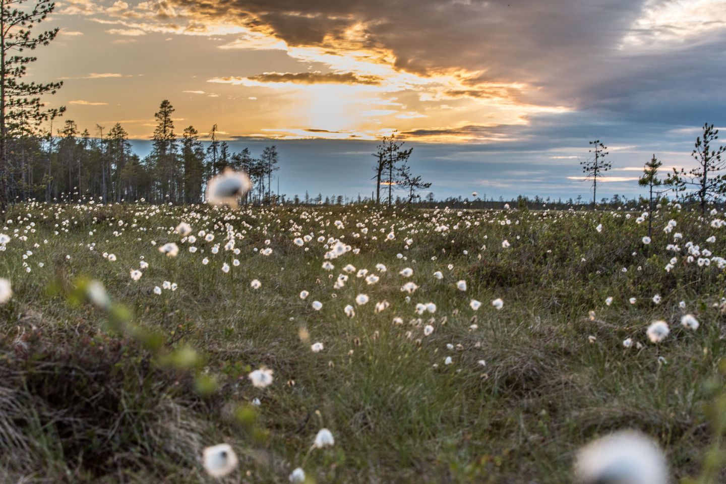 Summer in Finnish Lapland